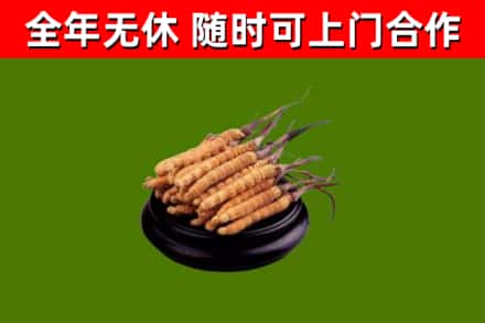 晋江回收散虫草