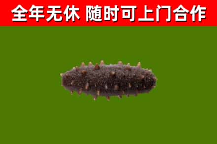 晋江回收海参干
